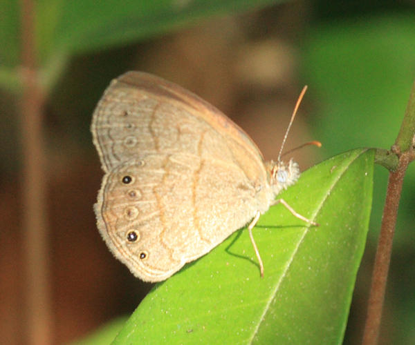 Hermes Satyr - Hermeuptychia hermes