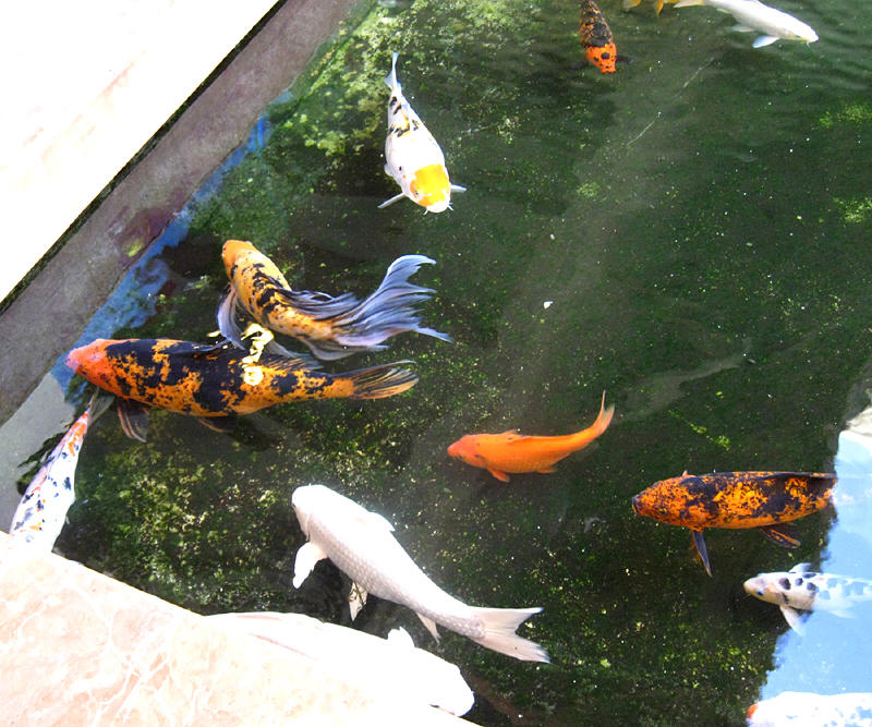 Koi in the Grand Palladium ponds