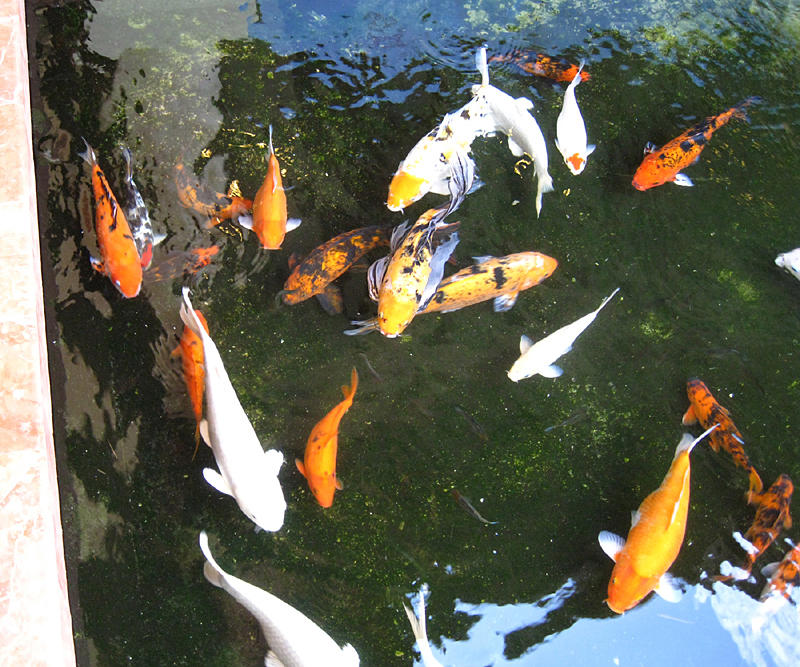 Koi in the Grand Palladium ponds