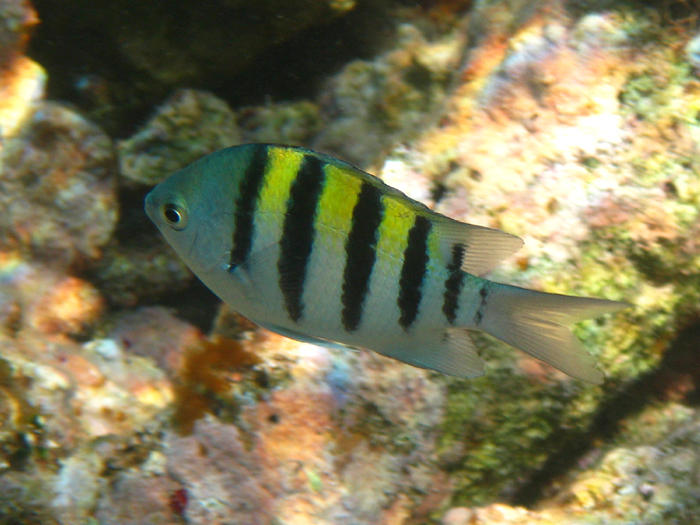 Sergeant Major - Abudefduf saxatilis