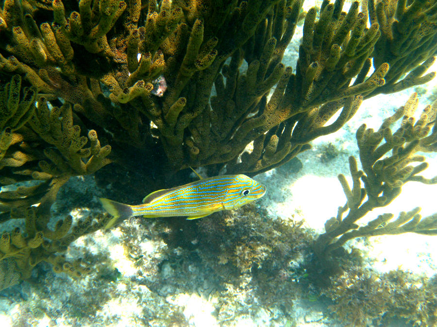 Blue Striped Grunt - Haemulon sciurus