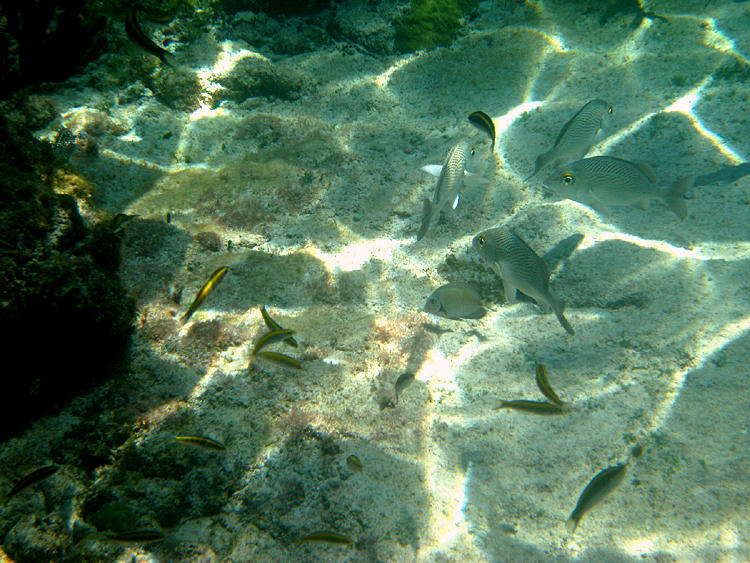 Bluehead - Thalassoma bifasciatum (immature Wrasses)