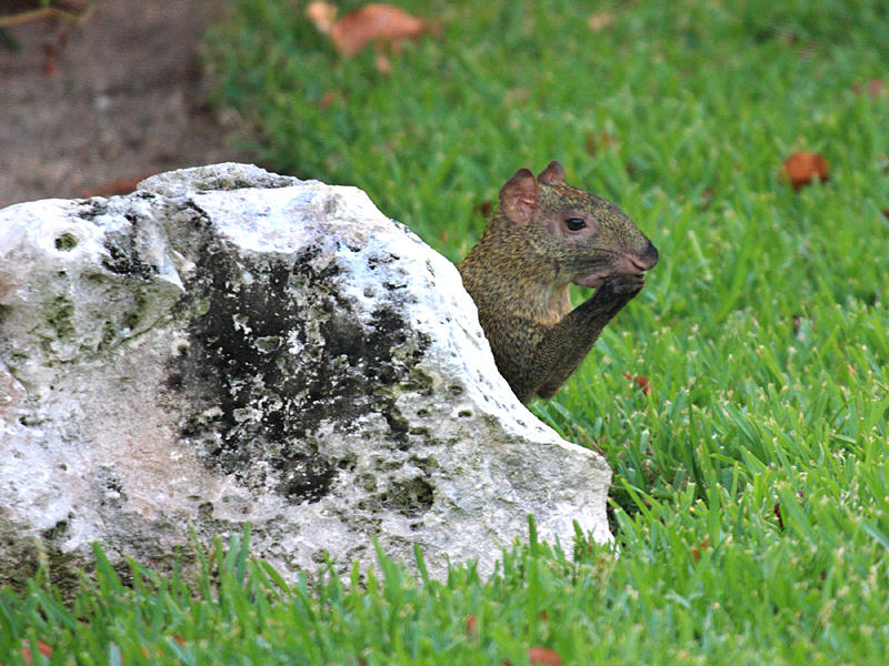 Central American Agouti - Dasyprocta punctata