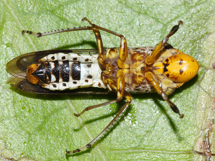 Homalodisca sp.