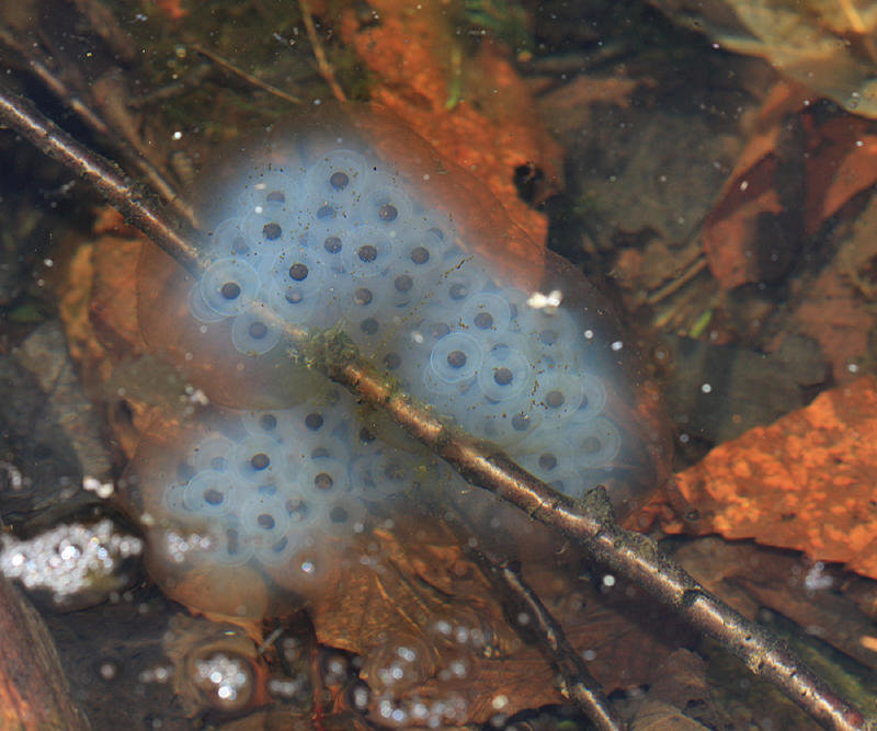 Spotted Salamander egg mass - Ambystoma maculatum