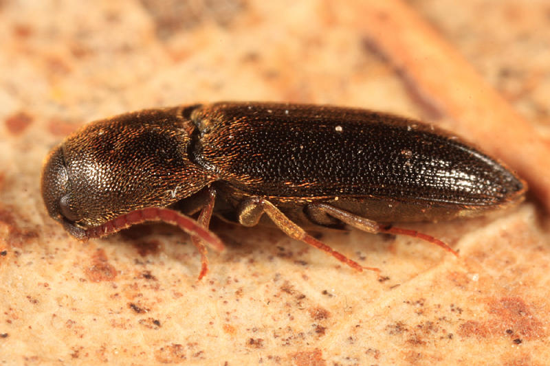 Isarthrus calceatus