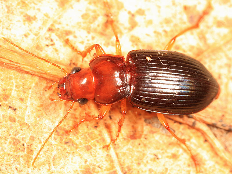 Trichotichnus vulpeculus