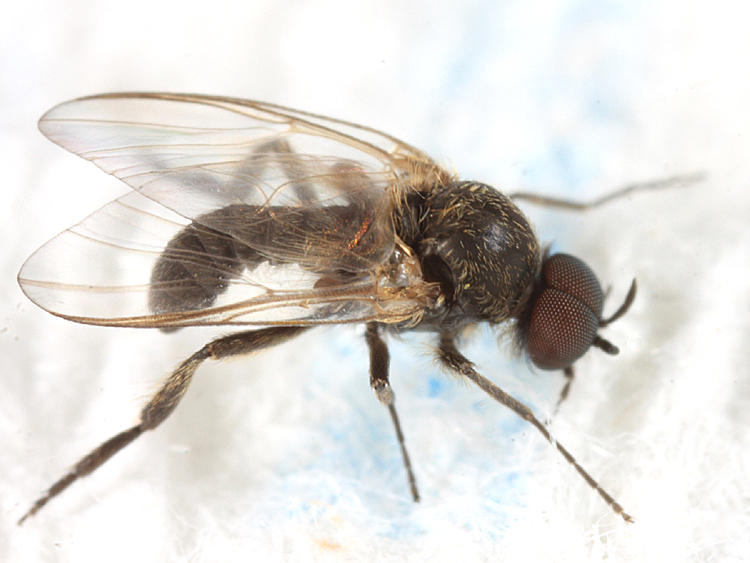 Prosimulium sp. (male)