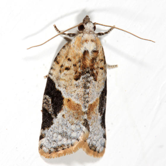3625 - Gray-banded Leafroller - Argyrotaenia mariana