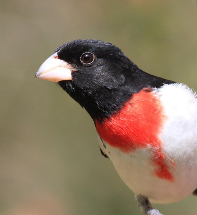 Rose-breasted Grosbeak - Pheucticus ludovicianus
