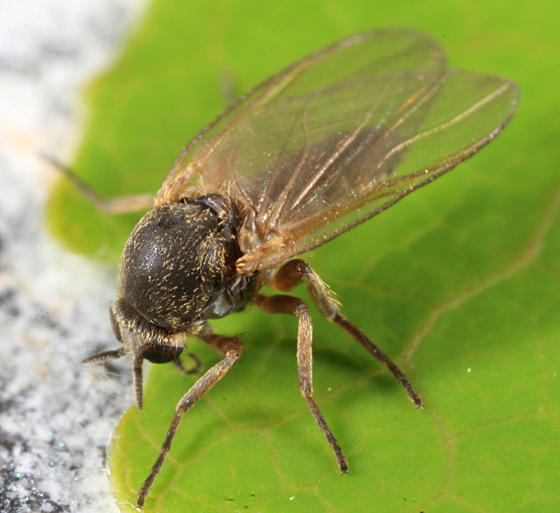 Prosimulium sp. (female)