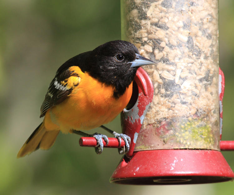 Baltimore Oriole - Icterus galbula