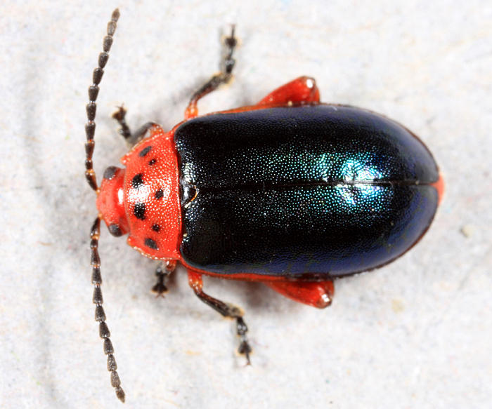 Kuschelina thoracica