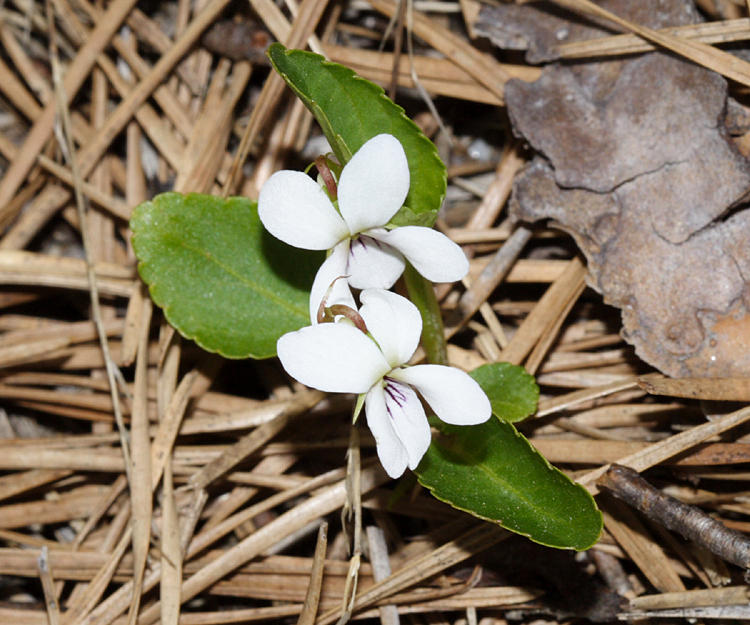 Viola sp.