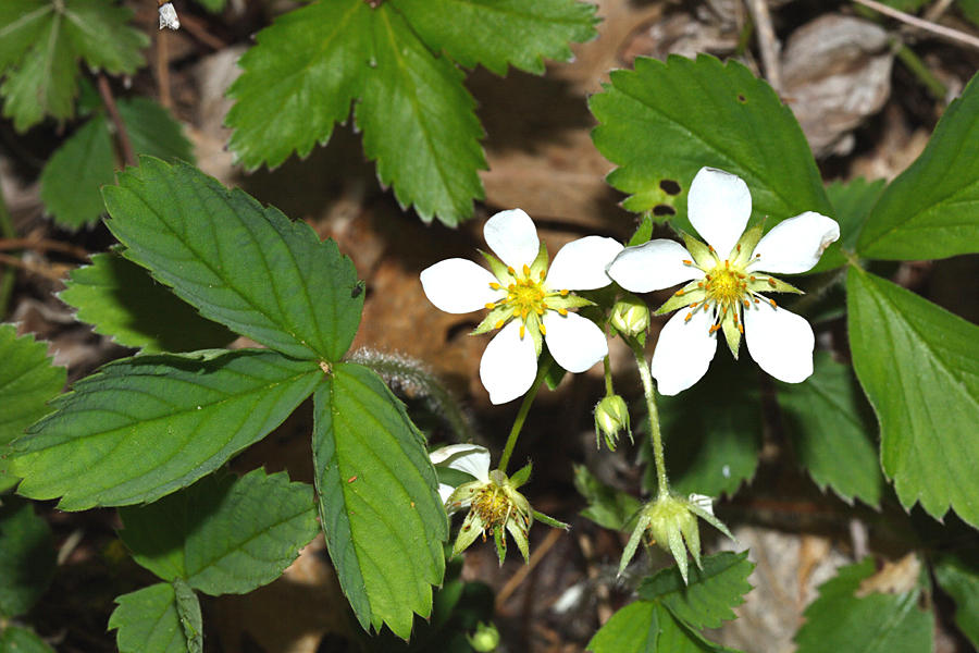 Wild Strawberry - Fragaria virginiana