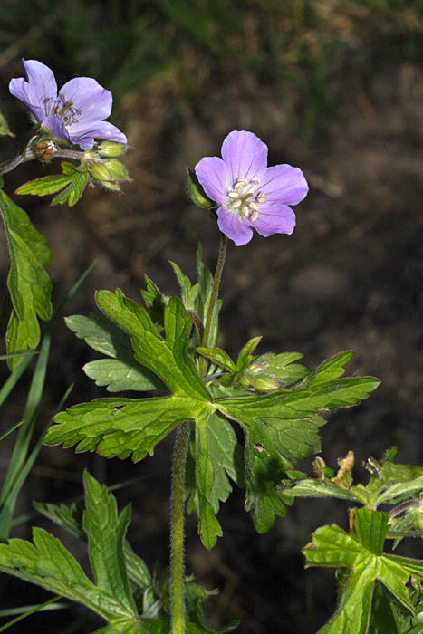 Wild Geranium - Geranium maculatum