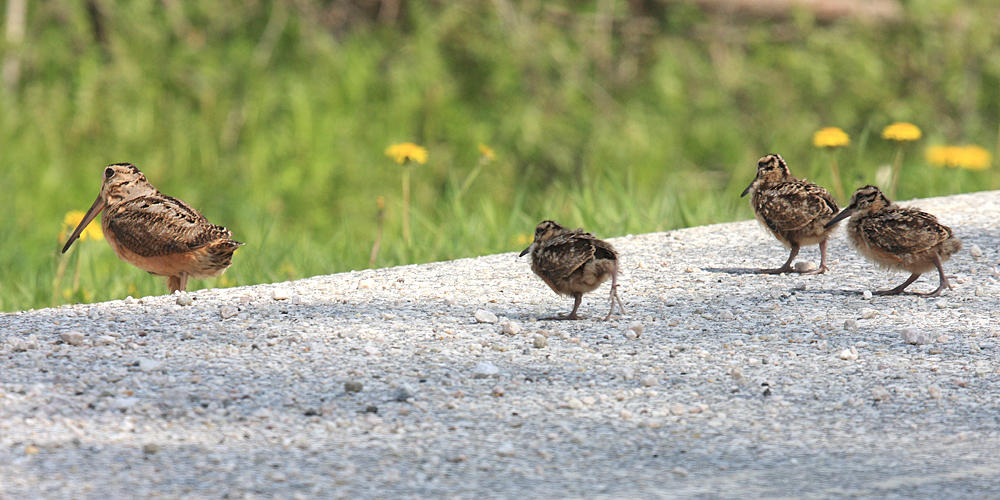 American Woodcocks - Scolopax minor