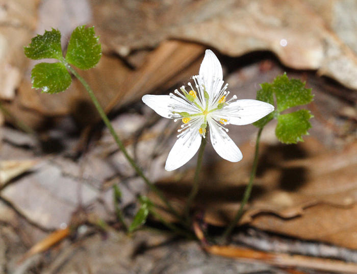  Threeleaf Goldthread - Coptis trifolia 