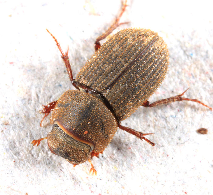 Ataenius imbricatus