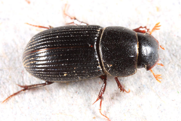 Ataenius strigatus