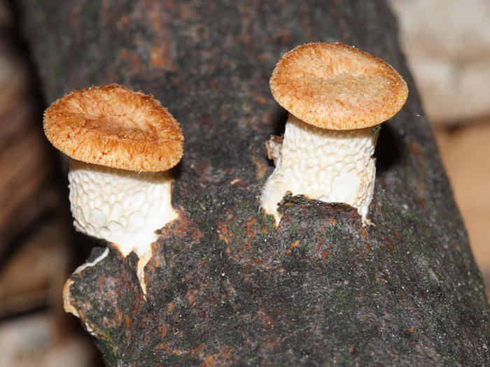 Hexagonal-pored Polypore - Neofavolus alveolaris