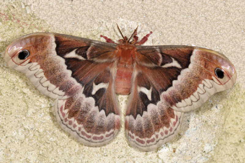 7764 - Promethea Moth - Callosamia promethea