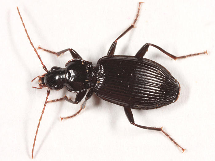 Platynus decentis