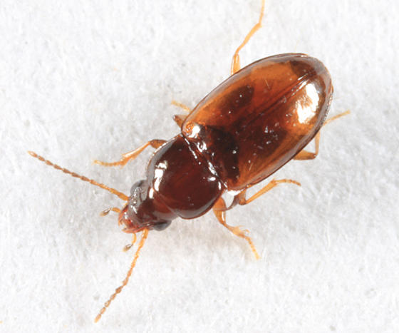 Elaphropus incurvus