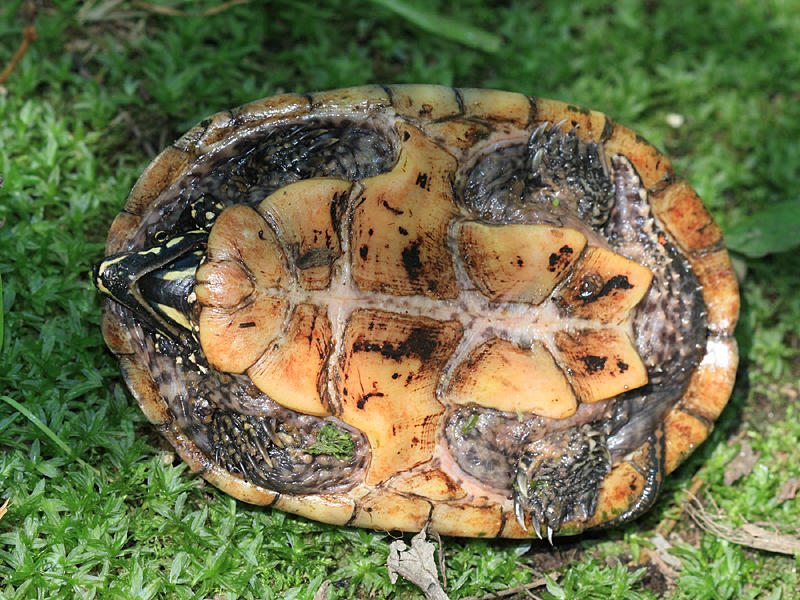 Musk Turtle (Stinkpot) - Sternotherus odoratus