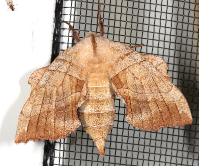 7827 -- Walnut Sphinx Moth -- Laothoe juglandis