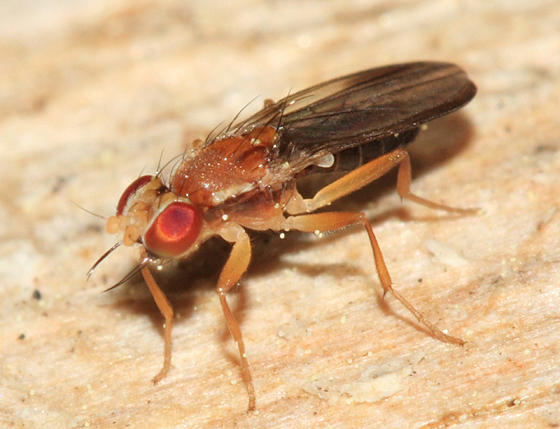 Clusiodes melanostomus complex
