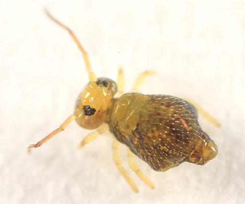 Pseudobourletiella spinata (immature)