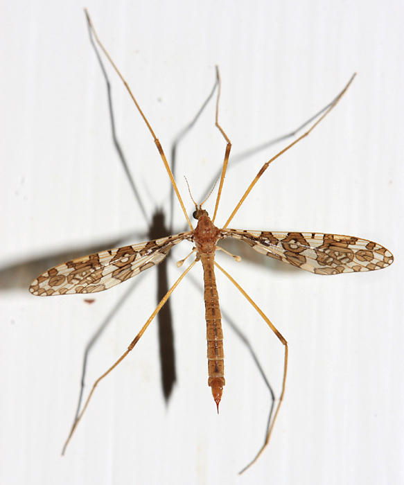 Epiphragma fasciapenne