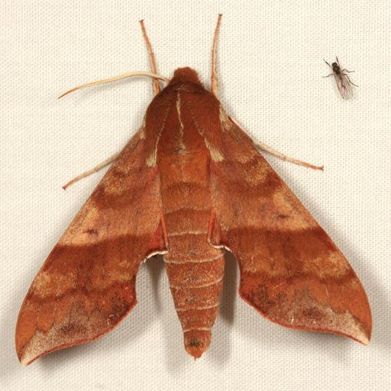 7886 - Azalea Sphinx - Darapsa choerilus