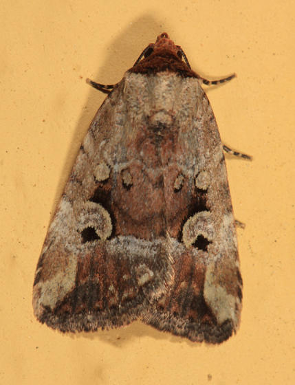 9681.1 - Pale-winged Midget - Elaphria alapallida