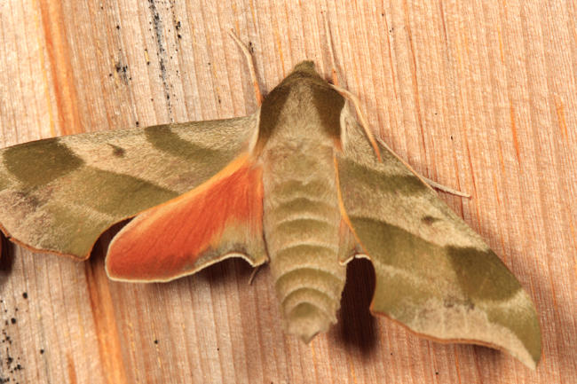 7885 - Virginia Creeper Sphinx Moth  Darapsa myron