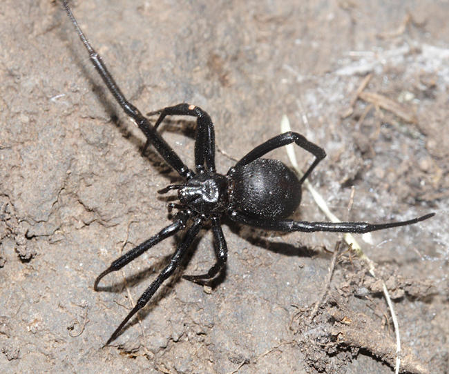 Western Black Widow -  Latrodectus hesperus