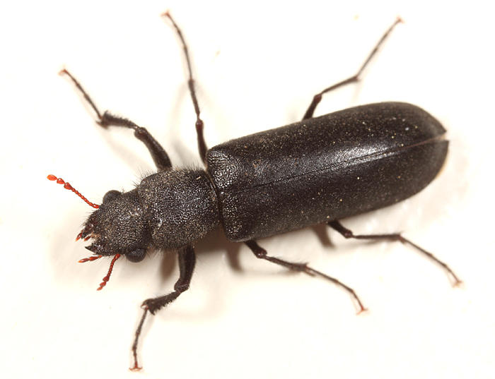 Polycaon stoutii