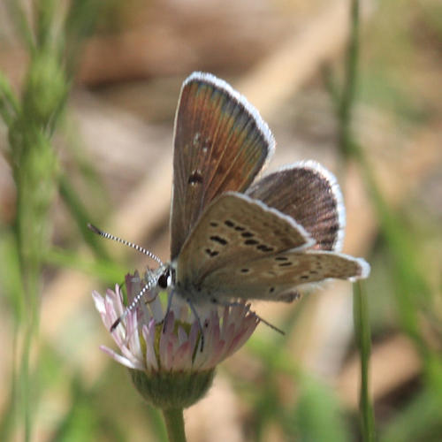 Rustic Arctic Blue - Plebejus glandon rustica