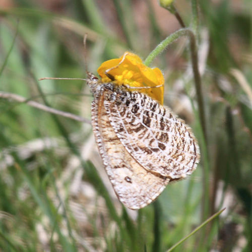 Alberta Arctic - Oeneis alberta