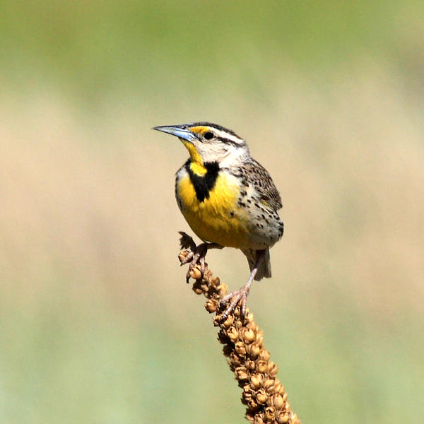 Western Meadowlark - Sturnella neglecta