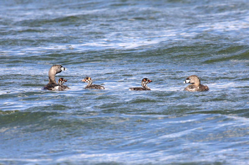 Pied-billed Grebes - Podilymbus podiceps