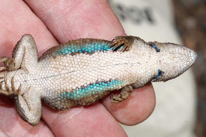 Southwestern Fence Lizard - Sceloporus cowlesi