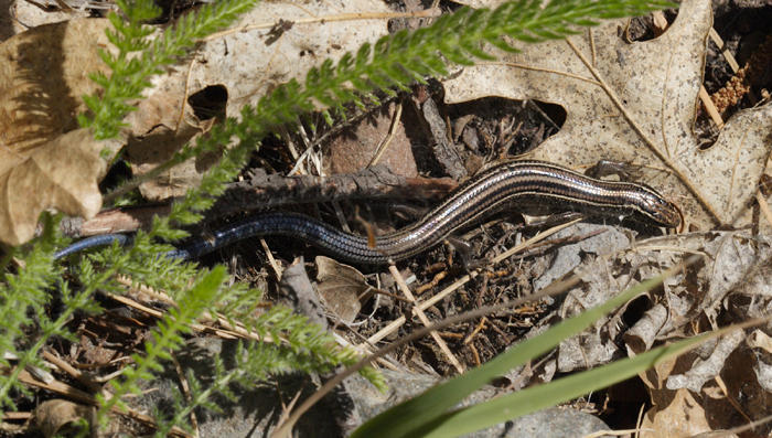 Many-lined Skink - Eumeces multivirgatus