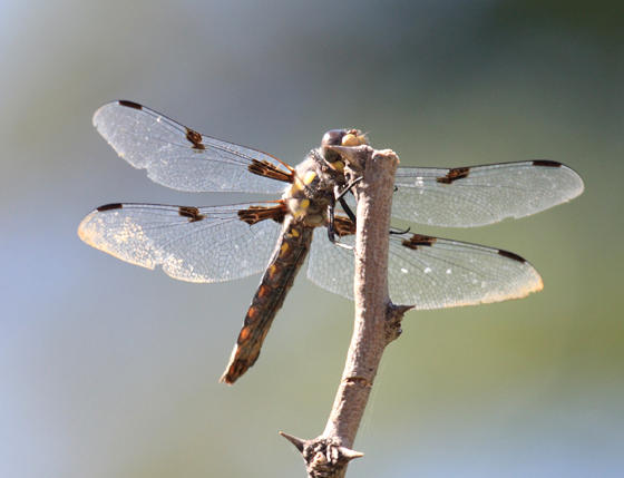 Hoary Skimmer - Libellula nodisticta