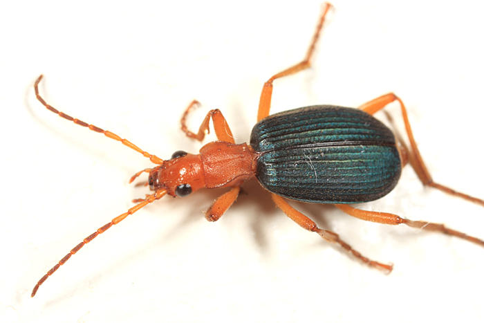 Brachinus favicollis