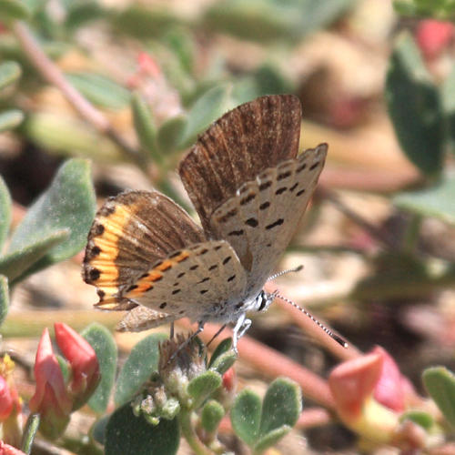 Acmon Blue - Plebejus acmon