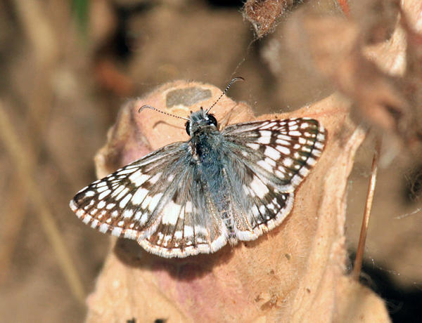 Common Checkered-Skipper - Pyrgus communis