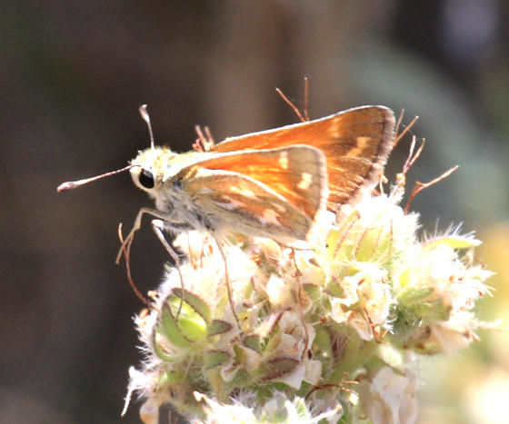 Lindseys Skipper - Hesperia lindseyi