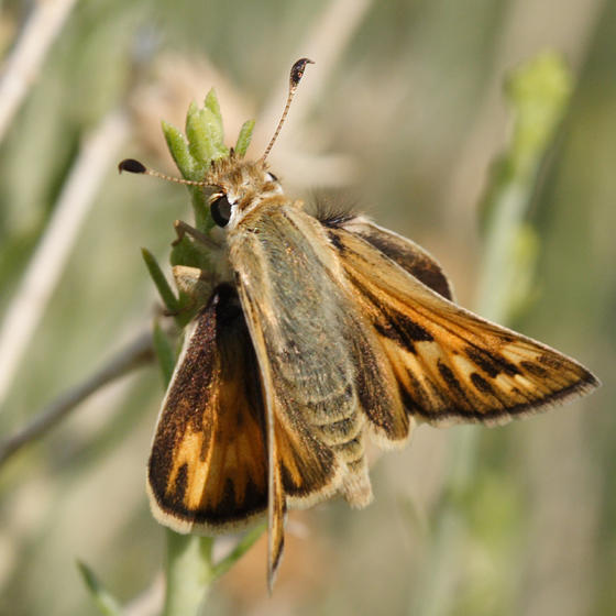 Sandhill Skipper - Polites sabuleti